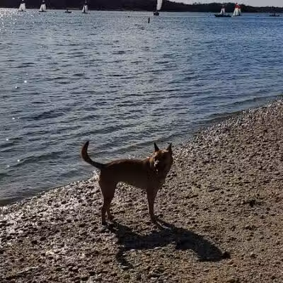 Port Jefferson Dog Beach - Port Jefferson, NY