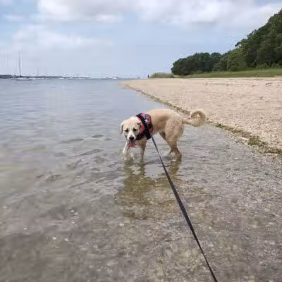 Port Jefferson Dog Beach - Port Jefferson, NY