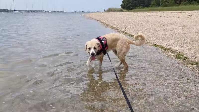 Port Jefferson Dog Beach - Port Jefferson, NY