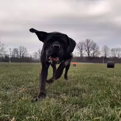 Portland Dog Park - Portland, IN