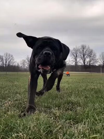Portland Dog Park - Portland, IN