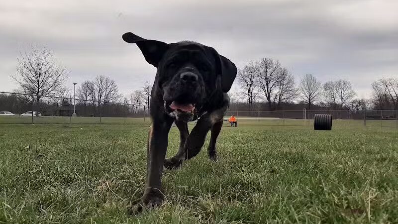 Portland Dog Park - Portland, IN