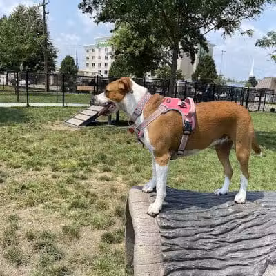 Spock Memorial Dog Park - Portsmouth, OH