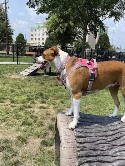 Spock Memorial Dog Park - Portsmouth, OH