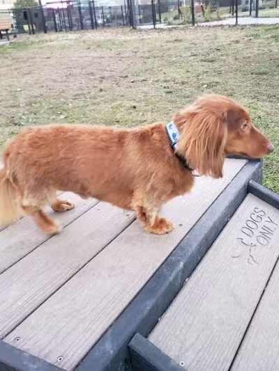 Spock Memorial Dog Park - Portsmouth, OH