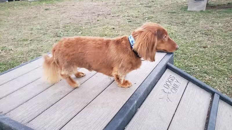 Spock Memorial Dog Park - Portsmouth, OH