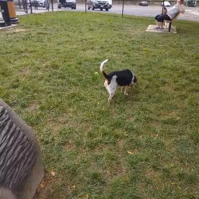 Spock Memorial Dog Park - Portsmouth, OH