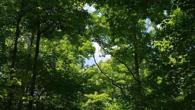 Emily Traphagen Park - Powell, OH