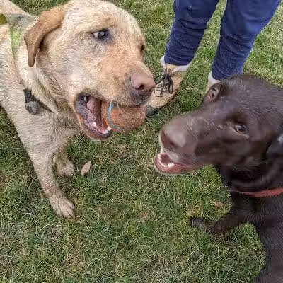 Library Park - Powell, OH