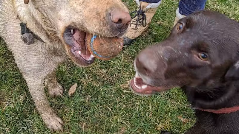 Library Park - Powell, OH