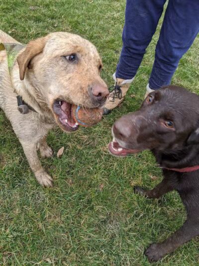 Library Park - Powell, OH