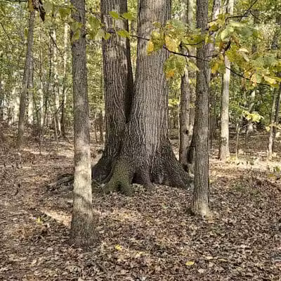 Meadowview Park - Powell, OH