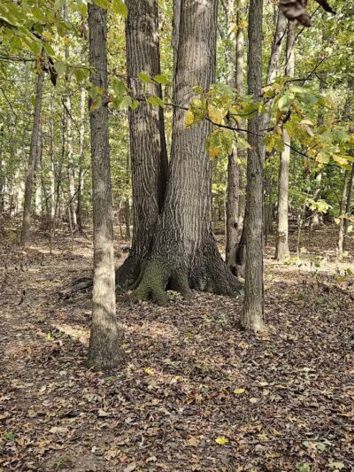 Meadowview Park - Powell, OH