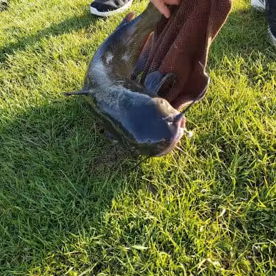 Meadowview Park - Powell, OH