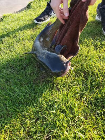 Meadowview Park - Powell, OH