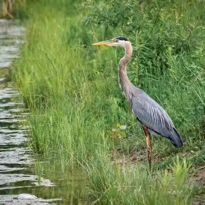 Seldom Seen Park - Powell, OH