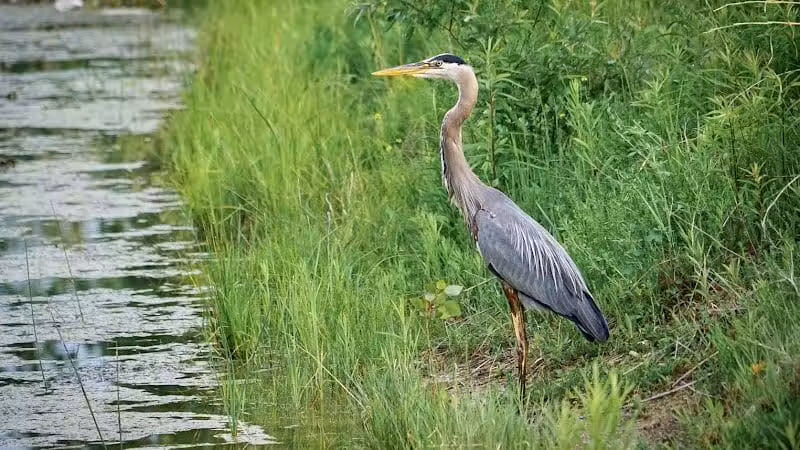 Seldom Seen Park - Powell, OH