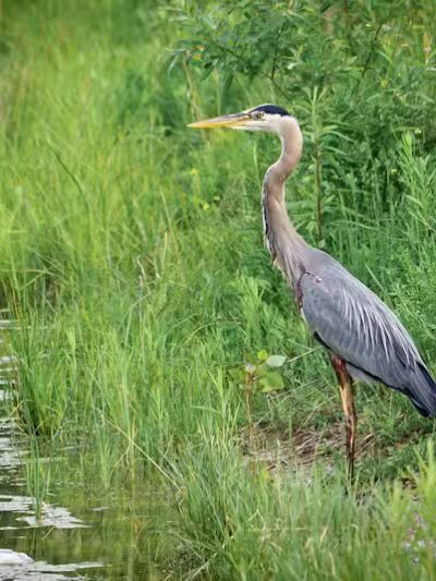 Seldom Seen Park - Powell, OH