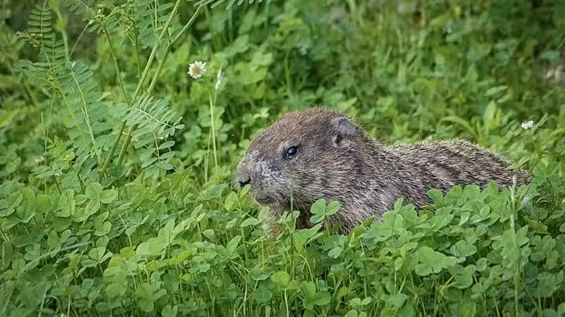 Seldom Seen Park - Powell, OH