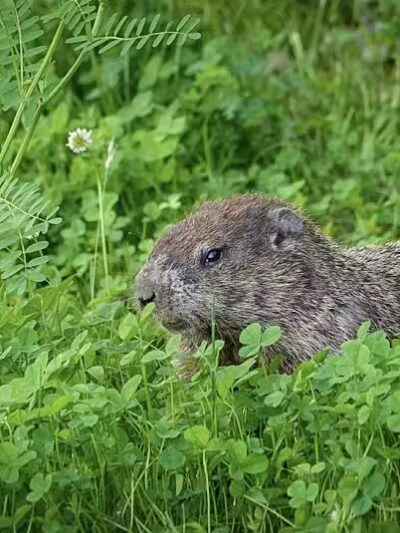 Seldom Seen Park - Powell, OH