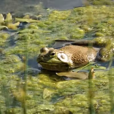 Seldom Seen Park - Powell, OH