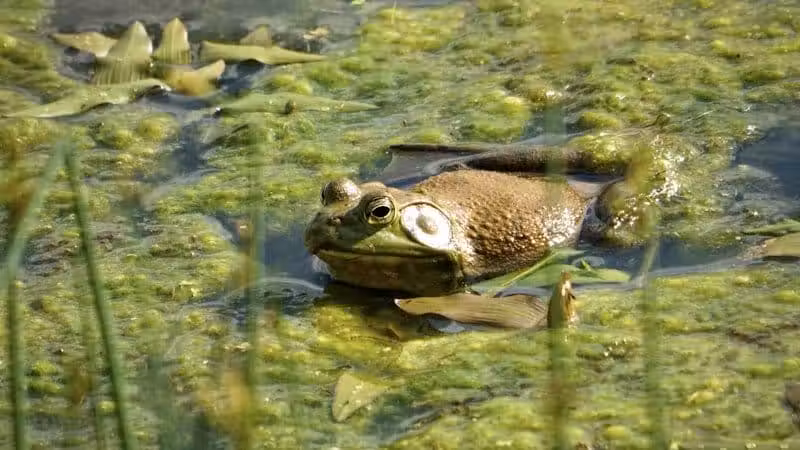 Seldom Seen Park - Powell, OH