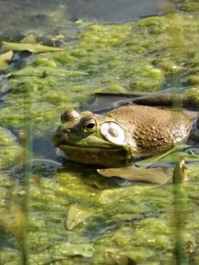 Seldom Seen Park - Powell, OH