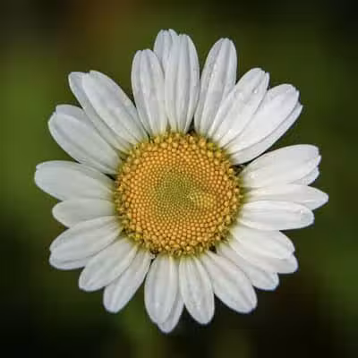 Seldom Seen Park - Powell, OH