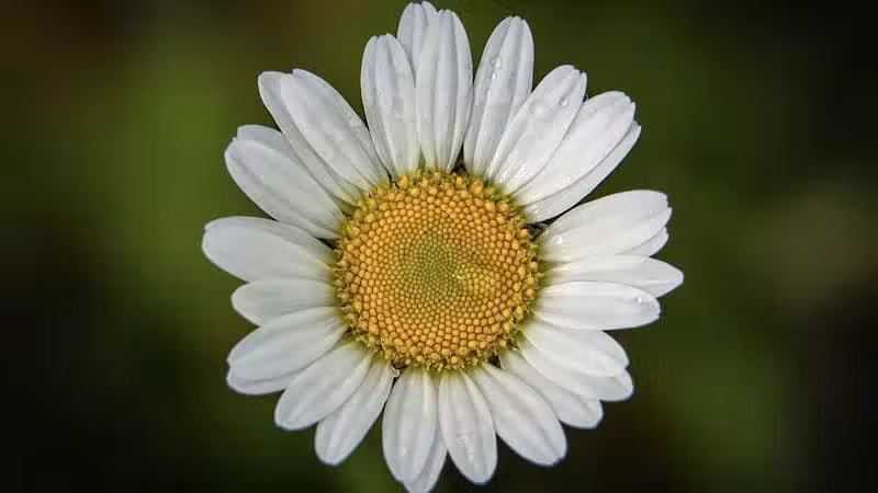 Seldom Seen Park - Powell, OH