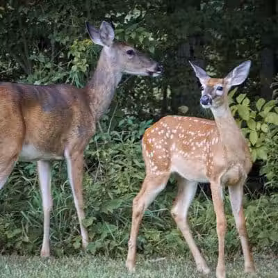 Seldom Seen Park - Powell, OH
