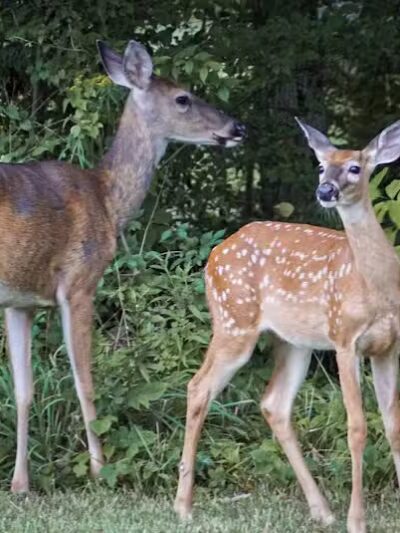 Seldom Seen Park - Powell, OH