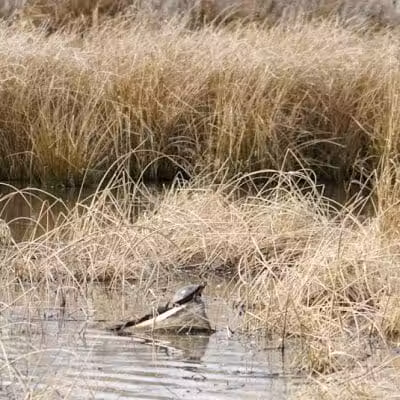 Seldom Seen Park - Powell, OH