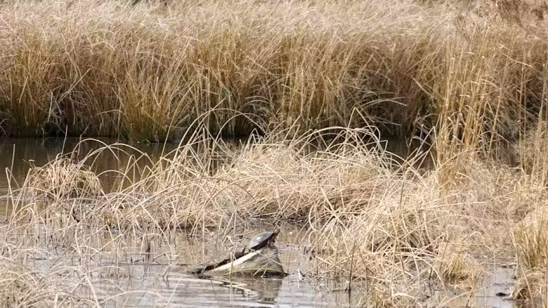 Seldom Seen Park - Powell, OH