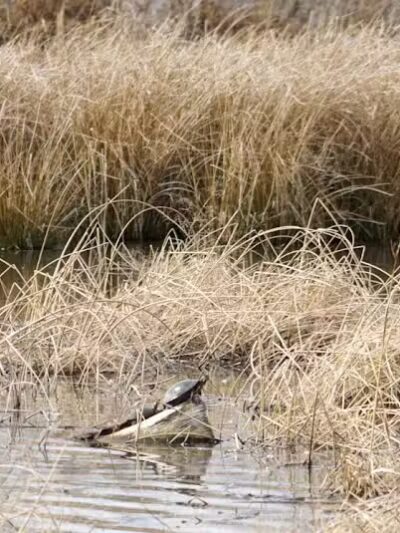Seldom Seen Park - Powell, OH