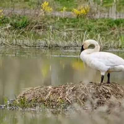 Seldom Seen Park - Powell, OH