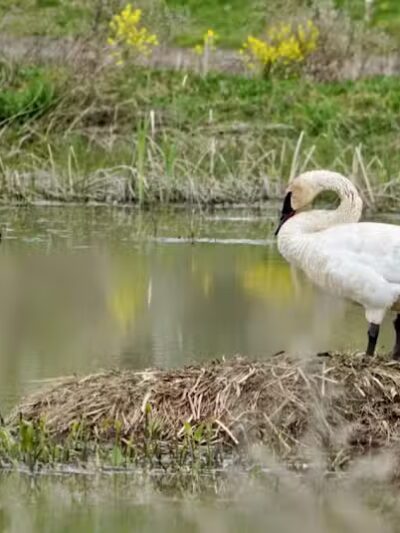 Seldom Seen Park - Powell, OH