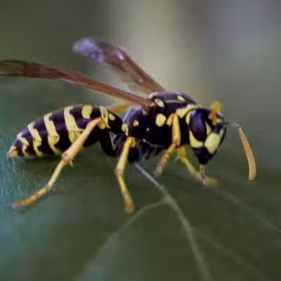 Summitview Park - Powell, OH