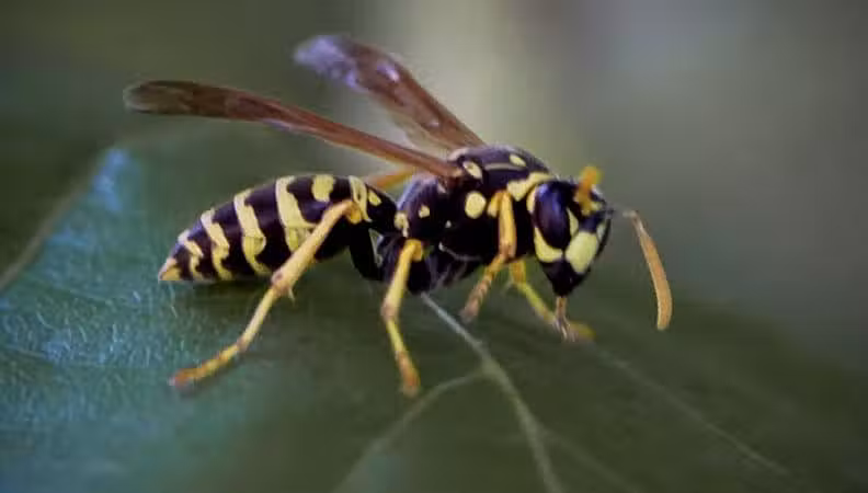 Summitview Park - Powell, OH