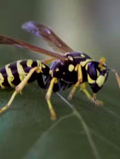 Summitview Park - Powell, OH