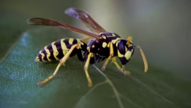 Summitview Park - Powell, OH