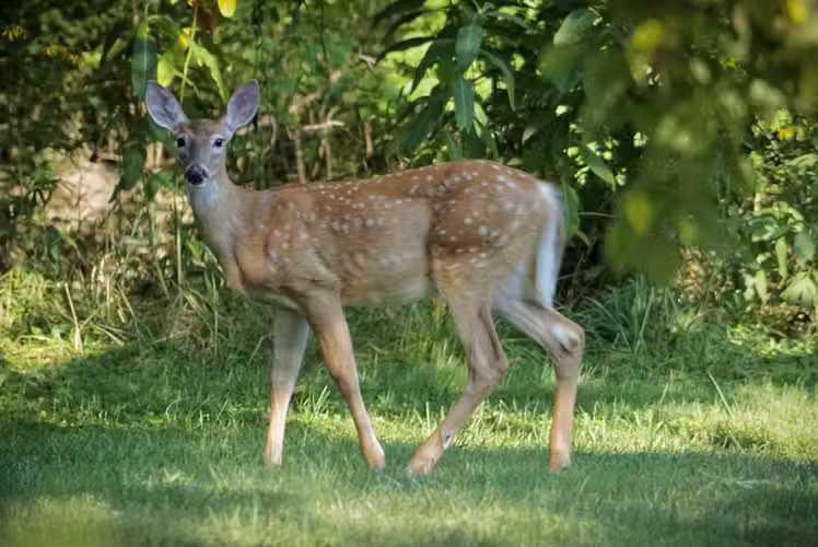 Summitview Park - Powell, OH