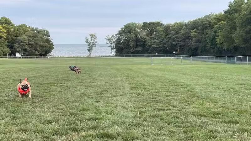 Island Paws - Put-In-Bay, OH