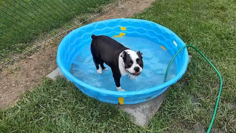 Island Paws - Put-In-Bay, OH