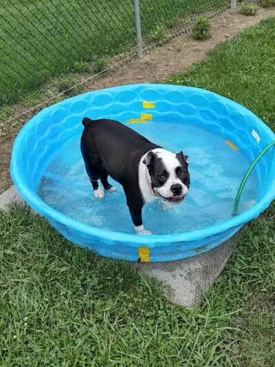 Island Paws - Put-In-Bay, OH