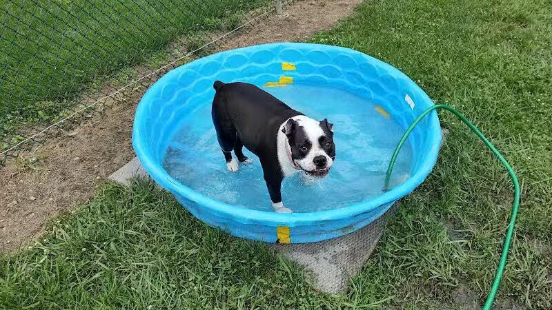 Island Paws - Put-In-Bay, OH