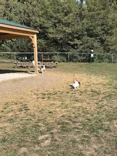 Island Paws - Put-In-Bay, OH