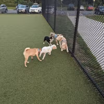 Quincy Dog Park - Quincy, MA