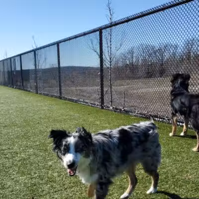 Quincy Dog Park - Quincy, MA
