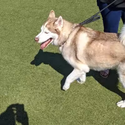 Quincy Dog Park - Quincy, MA