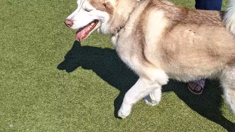 Quincy Dog Park - Quincy, MA